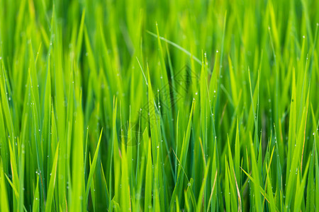 柔软的夏天绿稻叶田泰国清春青草本底绿稻叶田水滴在泰国自然图片