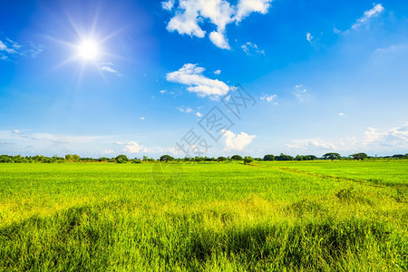 云生长泰国美丽的绿田玉米或亚洲玉米种植地日落天空背景的农业收成图片