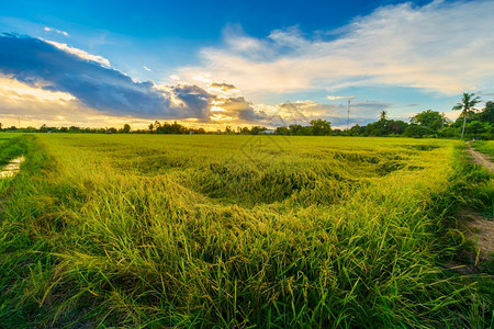地平线粮食美丽的绿田玉米或亚洲玉米种植地日落天空背景的农业收成有机的图片
