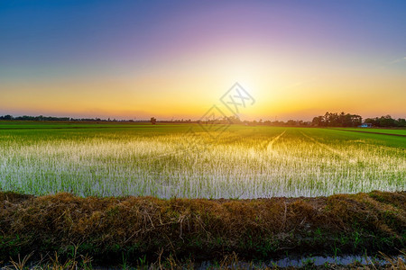 美丽的绿田玉米或亚洲玉米种植地日落天空背景的农业收成森林植物日出图片