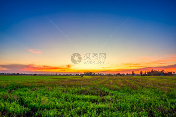 植物自然草地美丽的绿田玉米或亚洲玉米种植地日落天空背景的农业收成图片