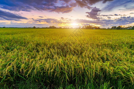 户外植物农场美丽的绿田玉米或亚洲玉米种植地日落天空背景的农业收成图片