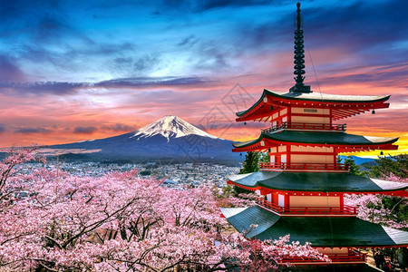 粉色的春天樱花开日本落时春丽托塔和藤山旅行吉田图片