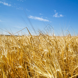 成熟黄色田地谷物作金色田野上的多云天空黄色田地谷物作稻草蓝色的图片