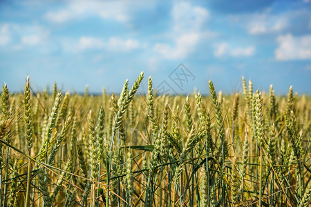 小麦黄色田地谷物作金色田野上的多云天空黄色田地谷物作金子的图片
