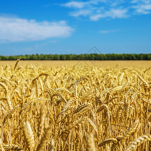 粮食黄色田地谷物作金色田野上的多云天空黄色田地谷物作金的图片