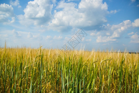 黄色田地谷物作金色田野上的多云天空黄色田地谷物作小麦稻草农场图片