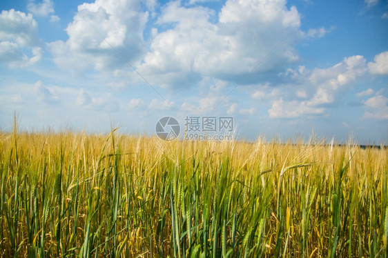 黄色田地谷物作金色田野上的多云天空黄色田地谷物作小麦稻草农场图片