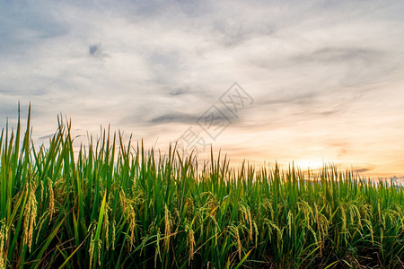 日落时傍晚的稻田和天空背景草食物太阳图片