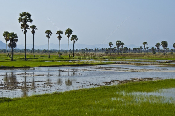 湿的泰国绿稻田在很多水中站立庄稼图片