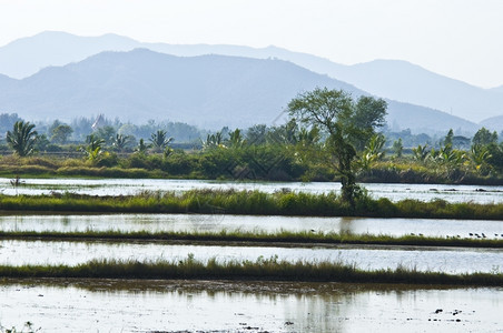 旅行绿稻田在很多水中站立泰国地球图片