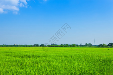 植物粮食树美丽的绿色青玉米田云彩模糊的天空背景图片