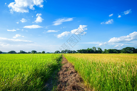 土地美丽的绿色青玉米田云彩模糊的天空背景白饭泰国图片