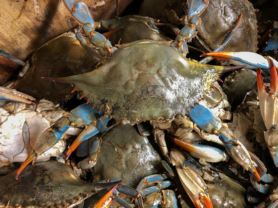 黑暗的烤混合海鲜加龙虾平静鱼蓝面圈和大虾白色的场地图片