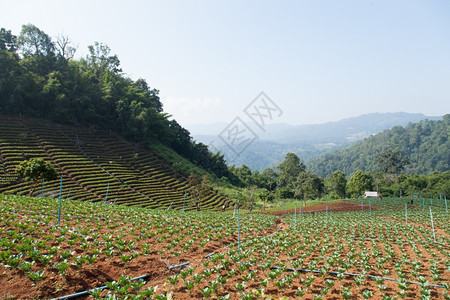 农村天气种植园山区的农业地寒冷的气候和林地耕种利用森地植图片