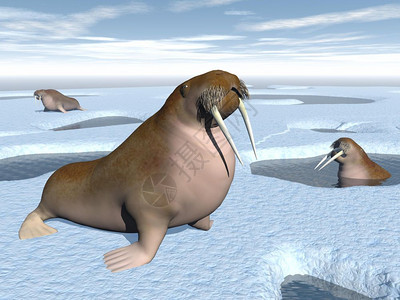 极野生动物三只海象站在冰山上有洞和水白天在冰山上的海象自然图片