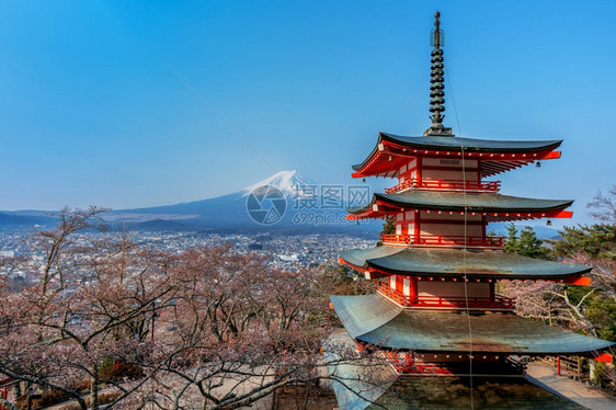 自然日本的丘瑞托塔和藤山樱花神社图片