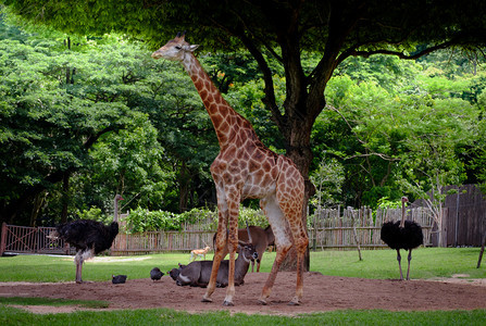 喇叭热带长颈鹿羚羊和鸵鸟站在绿色花园里森林图片