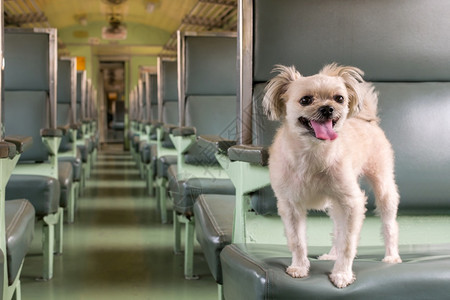 希望喜悦内部的狗如此可爱米色混合品种与ShehTzuPomeranian和Poodle一起坐在火车厢老旧风格的汽车座上等待度假旅图片