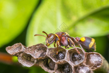 命令Hymenoptera的宏是一大批昆虫由锯木黄蜂蜜和蚂蚁黄色黑组成紧贴在自然质的HymenopteraMacromaofHy图片