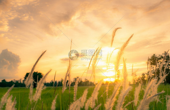 农村绿稻田和清晨阳光的白色花朵其背景模糊绿稻田草原上有白花日光照着金色的天空露风景大自然中的美环境农田图片