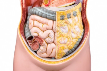 器官或者白本孤立的学校中用于教育的人造肠胃或子工模型在以白色背景隔离的学校中胆量图片