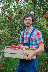 种植园树白人摘苹果一个男人在花园里拿着一篮子红苹果有机摘图片