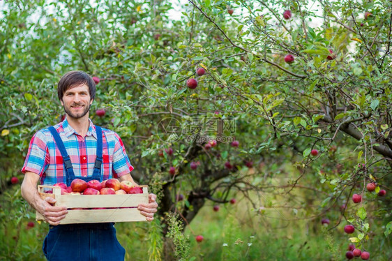 园丁摘苹果一个男人在花园里拿着一篮子红苹果有机摘一个男人在花园里拿着一篮子红苹果食物园图片