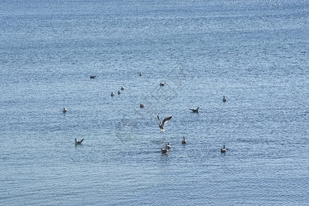 在西班牙马洛卡岛海鸥在阳光明媚的冬季寒日上享受蓝地中海水自由空间西班牙马洛卡岛海鸥在蓝地中水上享受免费空间云美丽海鸟图片