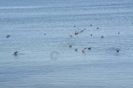 波浪海滨鸟在西班牙马洛卡岛海鸥在阳光明媚的冬季寒日上享受蓝地中海水自由空间西班牙马洛卡岛海鸥在蓝地中水上享受免费空间图片