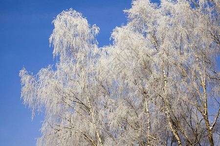 森林冬季的枯萎树木覆盖着厚层雪冻寒冷冬天中特别是季Birch的自然充斥着冰霜冷风景优美降雪图片