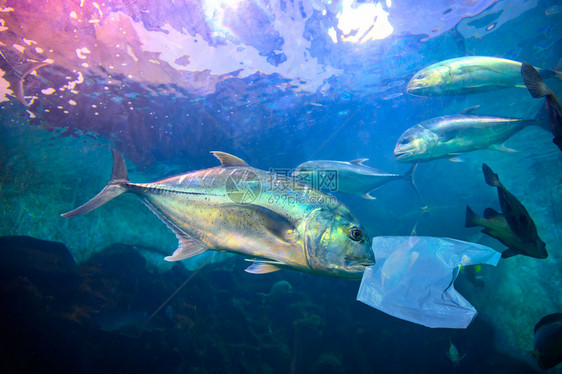 海滩鲜鱼类食用蓝下的塑料袋环境保护概念而不是把垃圾丢入海里的鱼儿们浪费图片