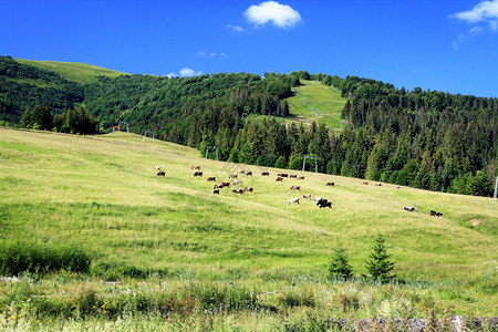 在喀尔巴阡山草原上放牧的牛群乌克兰山区地貌脉水平的自然图片