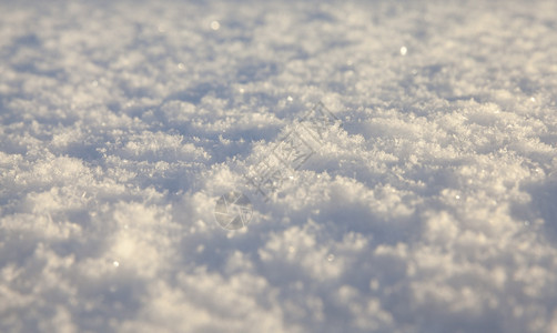 白色的新鲜说谎在最后一场雪落之的下照片是在降后的冬季拍摄图片