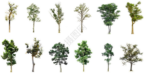 白背景高分辨率的树集用于制图装饰既适合网络媒体也适合印刷媒体在白色背景上隔绝的树群供图画装饰使用森林自然合适的图片