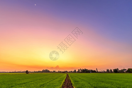 美丽的绿田玉米或亚洲玉米种植地日落天空背景的农业收成植物场地阳光图片