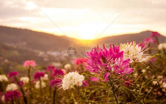 落日美丽绽放的花朵图片