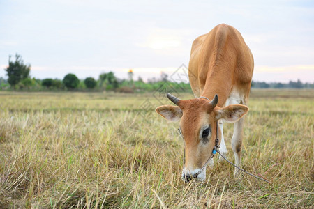 牛吃草是为了在田野中消乐牛吃草是为了在田地中消乐日落品种白色的图片