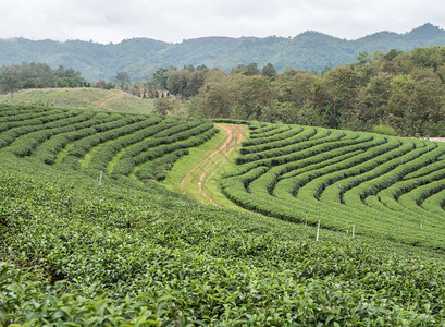 树热带春天位于高山脉谷的丘上有机茶叶种植场在高山谷图片