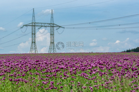 分配在一片田野中花朵的紫帕弗索姆尼芬和高压电柱力量两极图片