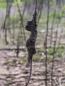 干旱苍白红树林森中覆盖干枯树的白蚁巢复杂图片