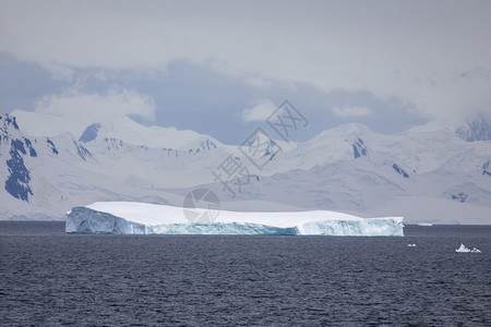 远的宽度美丽闪发光蓝色冰山在海中雾的峰前游泳偏蓝图片