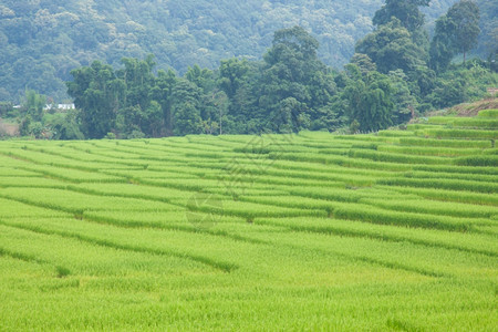 乡村的探究不同层次山区水稻种植场情况并研究不同的层次自然亚洲人背景图片