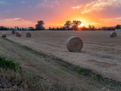 粮食包生长在意大利日落期间海巴雷斯在乡边的景象图片