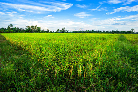 收成日落农业美丽的绿色青玉米田云彩模糊的天空背景图片
