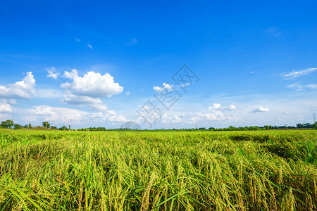 地平线户外麦田美丽的绿色青玉米田云彩模糊的天空背景图片