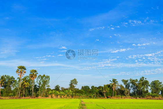 太阳泰国农村美丽的绿色青玉米田云彩模糊的天空背景图片