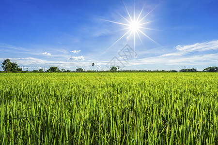 季节美丽的绿色青玉米田云彩模糊的天空背景夏日落图片