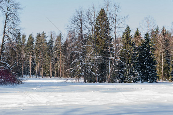 圣诞节冬季公园雪降后带树的覆盖着白峡谷十二月宁静图片