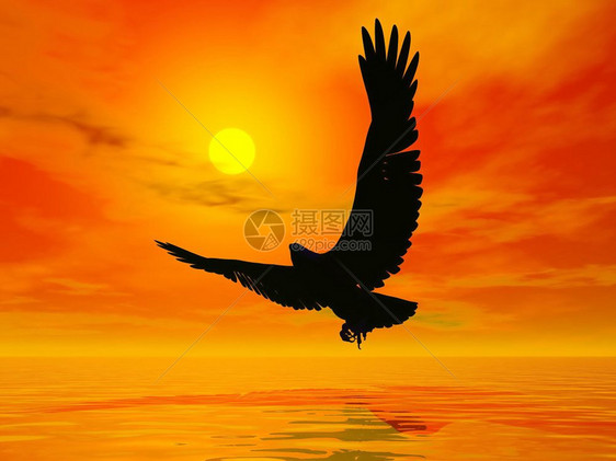 一只鹰的影子在海面上红日落飞向太阳黑色的航班自然图片